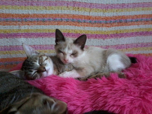 Оля Тарасова