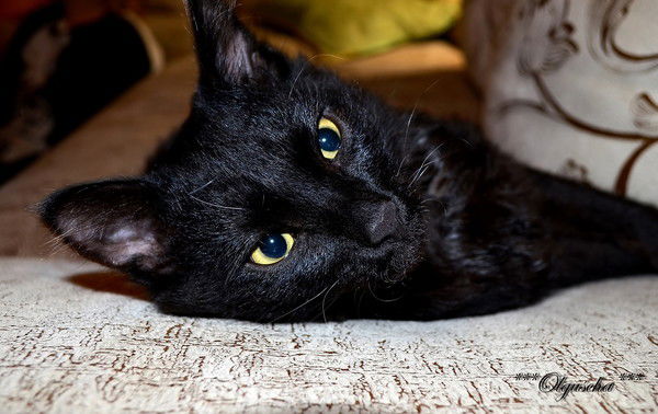 Татьяна Демиденко