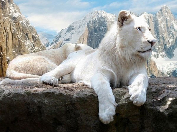 Лариса Нестеренко