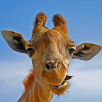 Рома Сытник