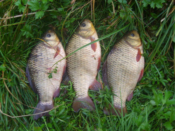 Владимир Карачун