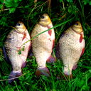 Владимир Карачун