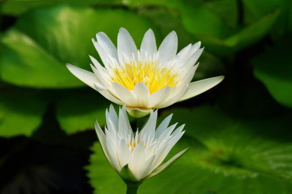 Ирина Глазкрицкая