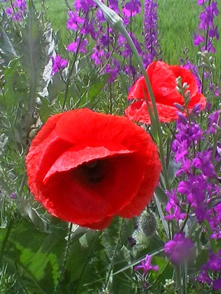 Татьяна Медяная-Бондарь