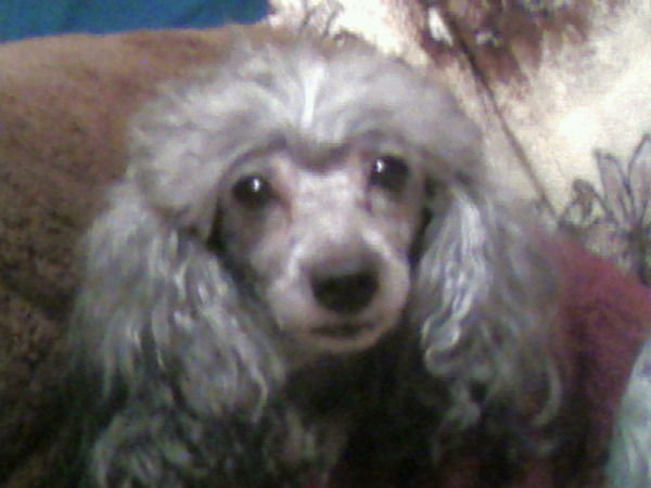 Александр Медведев