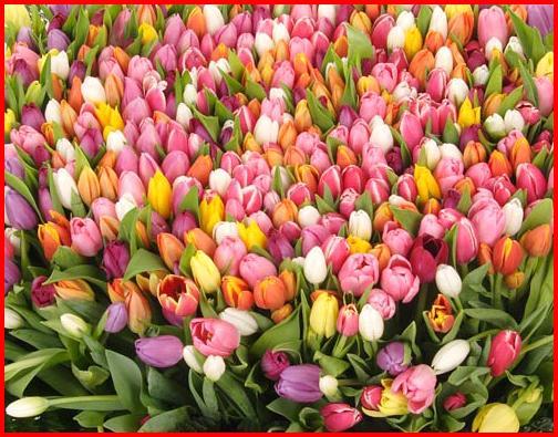 Жанас Жантурганова