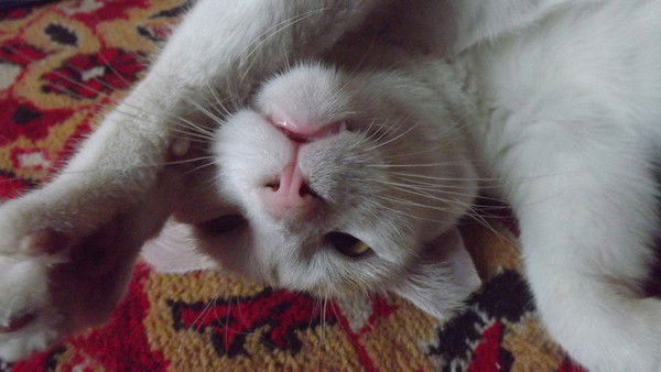 Вова Харабара