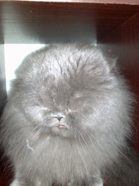 Павел Григорьев