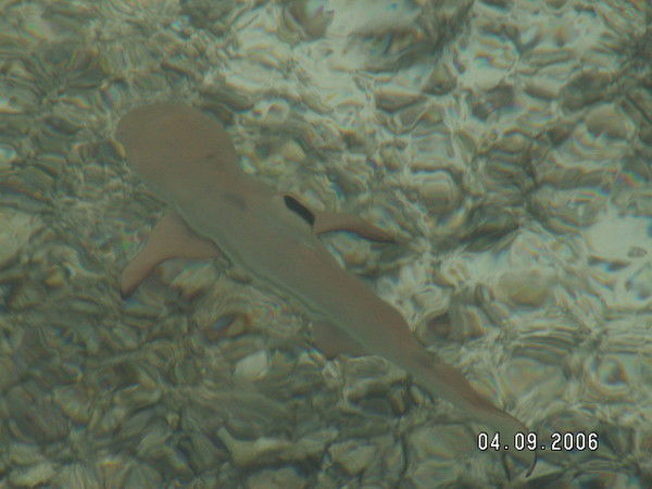 Андрей Мацкевич