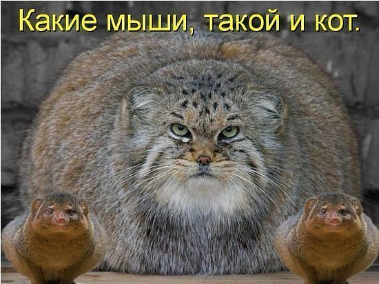 Наталия Ковалева