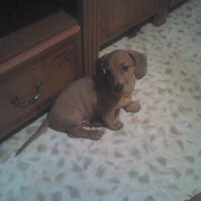 Денис Бахтин