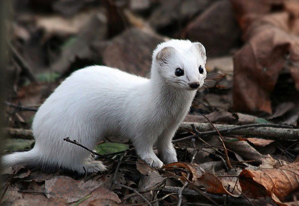 Вадим Ашуров