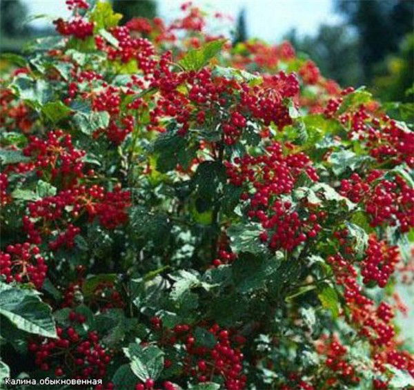 Людмила Рулёва