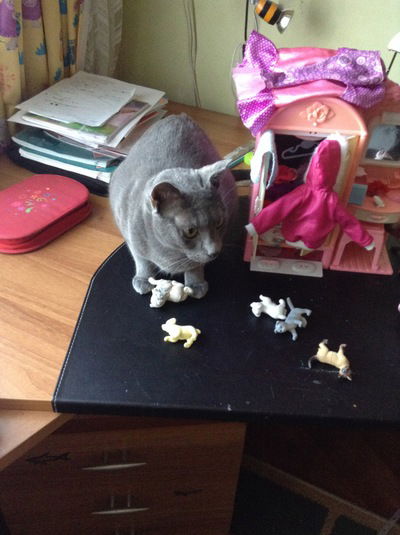 Лера Визинталь