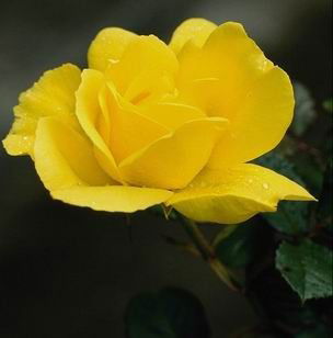 Ольга Прилипова