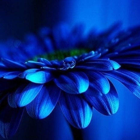 Рената Фамилия