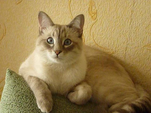 Александр Зыков