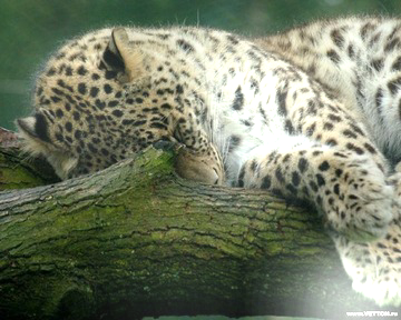 Елена Завгородняя