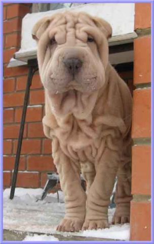 Адам Меджажев