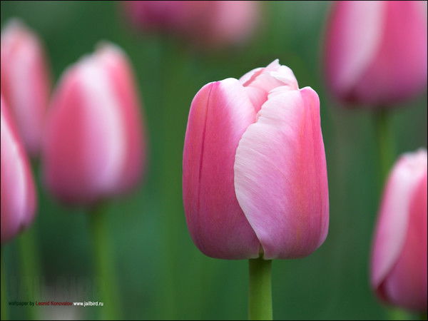 Айгуль Кенжегалиева