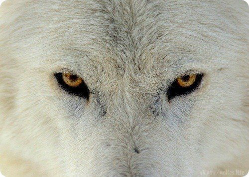 Ангел Света