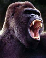 Алексей Карпачев