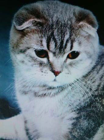 Татьяна Нестерова