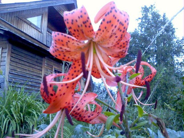 Настя Мурахина