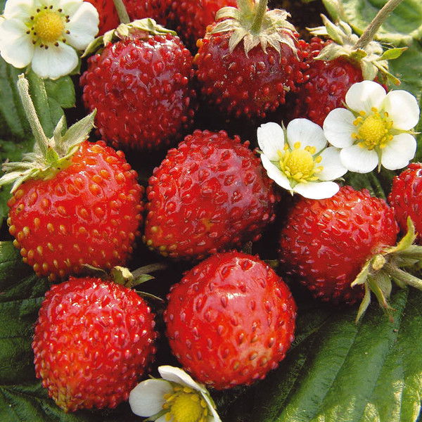 Ирина Гагаринская