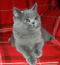 Лана Симова