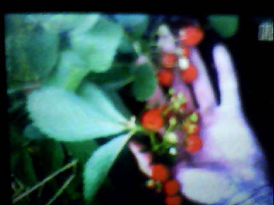 Сергей Андрушечко