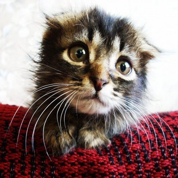 Константин К