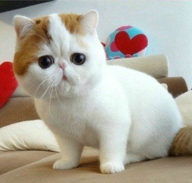 Светлана Демидова