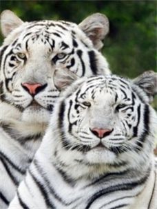 Богдан Ткаченко