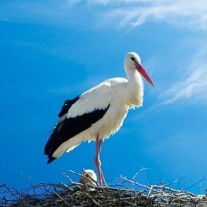 Алексей Кекеня