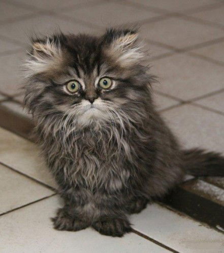 Азизхан Абдиев