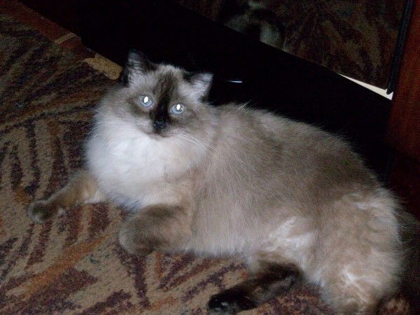 Елена Гаврикова