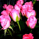 Светлана Вирясова