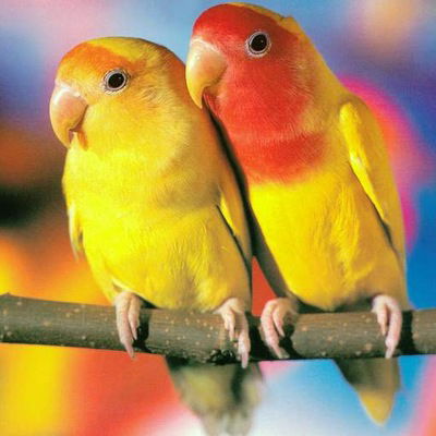 Тлехуч Амина