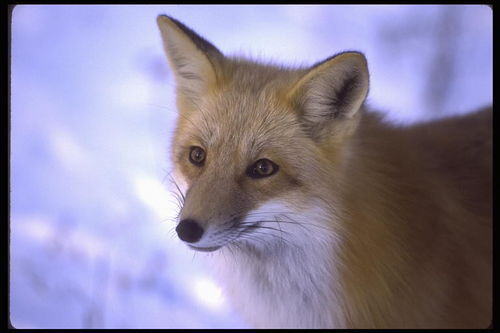 Наталья Скрыльникова