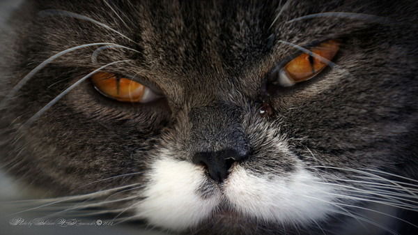 Душкин Игорь