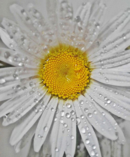 Ирина Будник