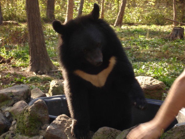 Александр Лаухин
