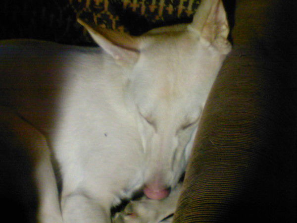 Александра Коротаева