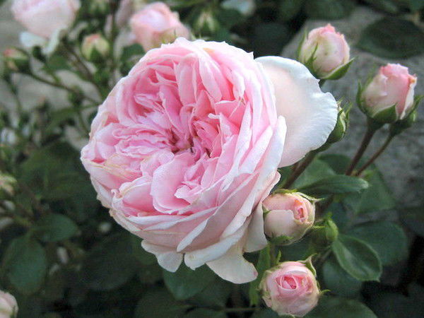 Элен Счастливая