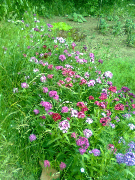 Зоя Савельева