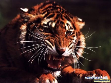 Юрий Кабанов