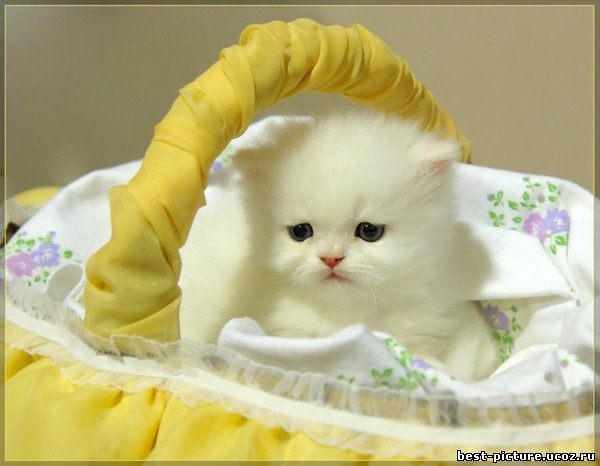 Ирина Дубовицкая