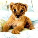 Луиза Костина