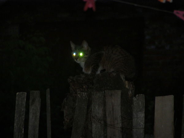 Алексей Зайцев